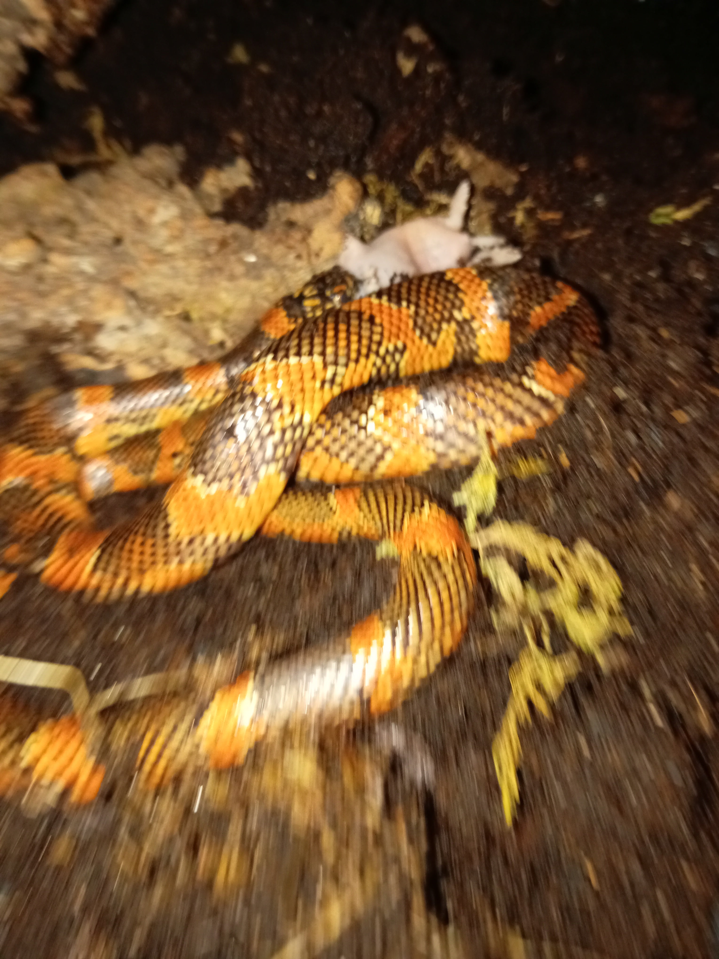 Reptile, Invert