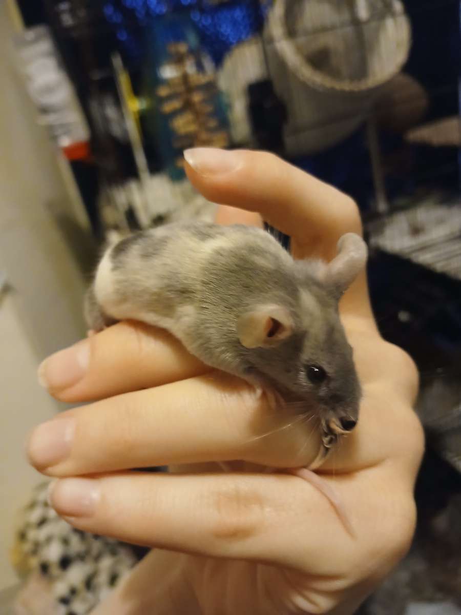 Rodents