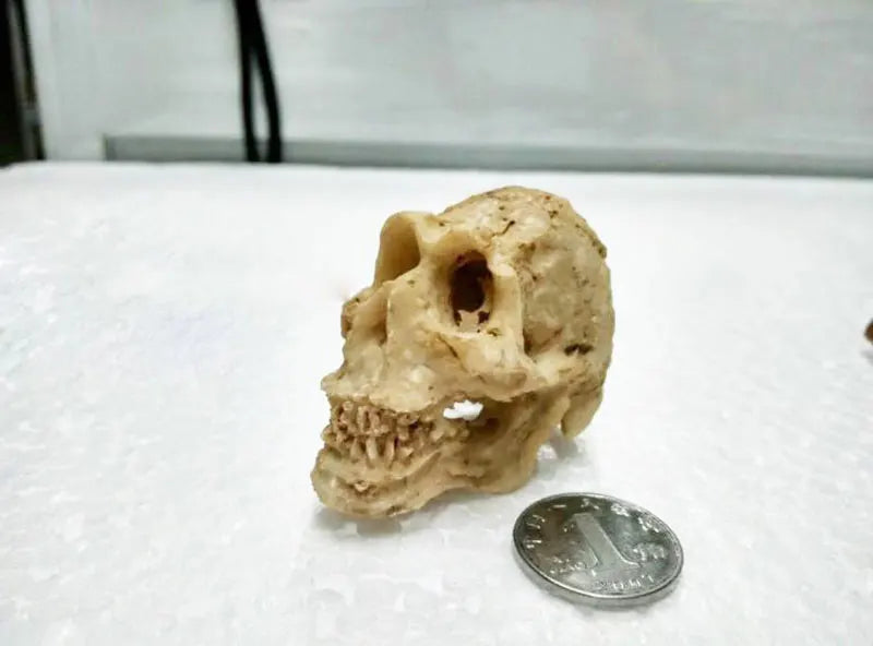 Simulation Statue Landscape Ornament Reptile Cave Artifical Rhino Sheepshead Resin Skull Aquarium Terrarium Decoration Fish Tank