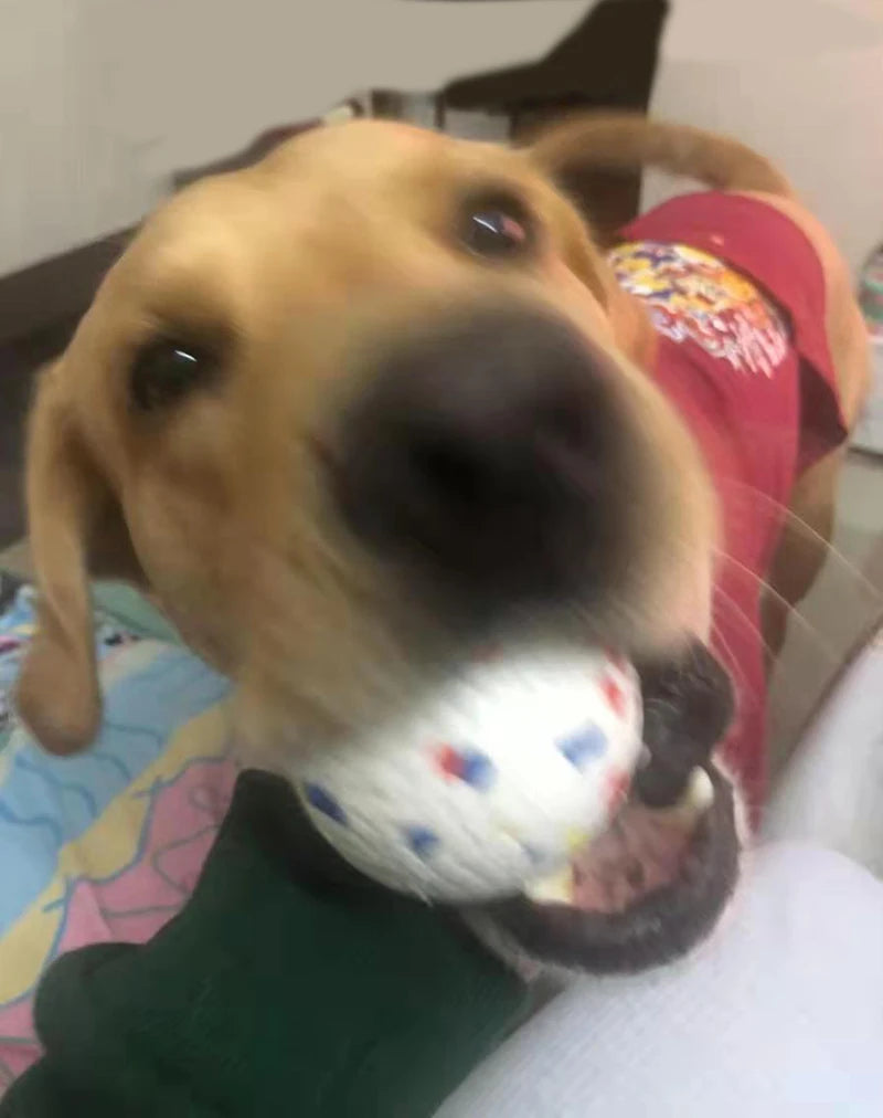 Pet Dog Toy Ball Light Chew Rubber Ball High Elastic Bite Resistance Interactive Throwing Flying Toys for Dogs Pet Accessories