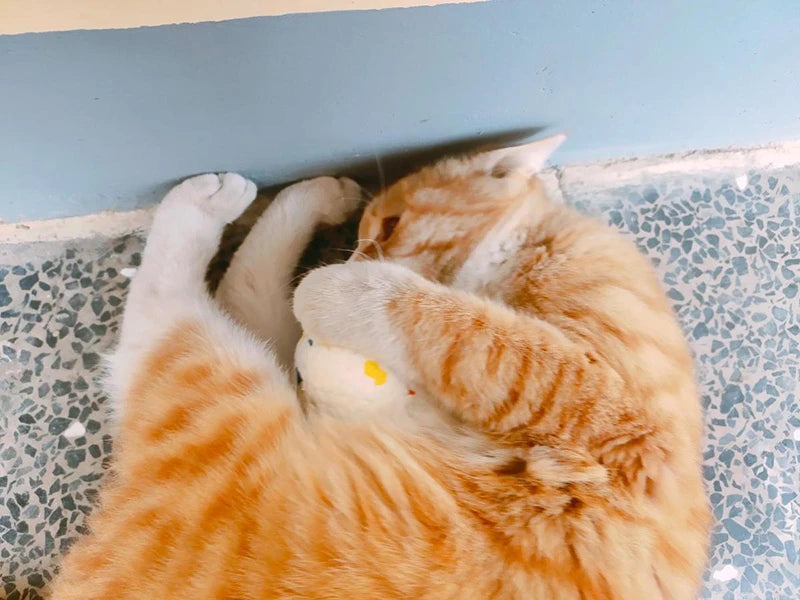 Pet Dog Toy Ball Light Chew Rubber Ball High Elastic Bite Resistance Interactive Throwing Flying Toys for Dogs Pet Accessories