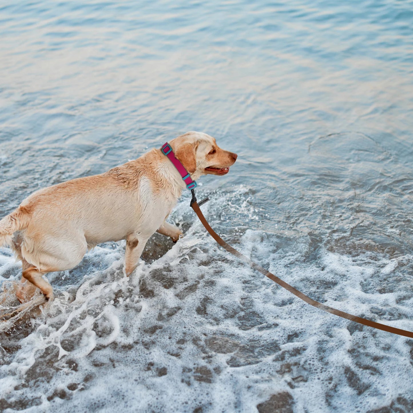 3M 6M Pet Supplies PVC Long Dog Leash Small Big Dogs Accessories Leash for Beagle Husky Pets Leads