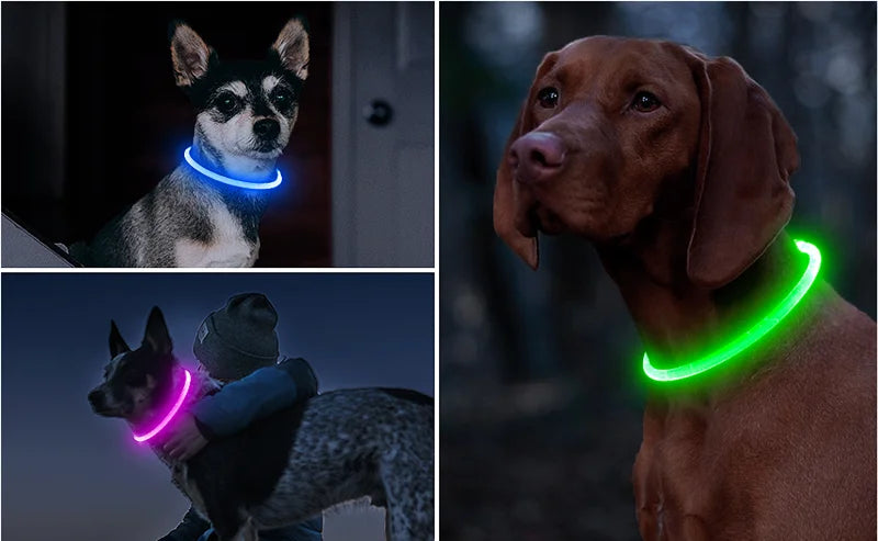 Led Usb Dog Collar