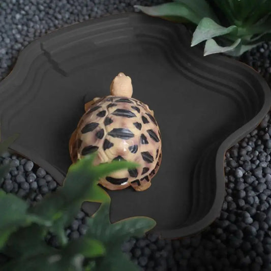 Reptile Water Dish Turtle Bathing Basin Frog Bathing Basin Can Be Used As Food Bowl And Water Basin For Reptiles & amphibians