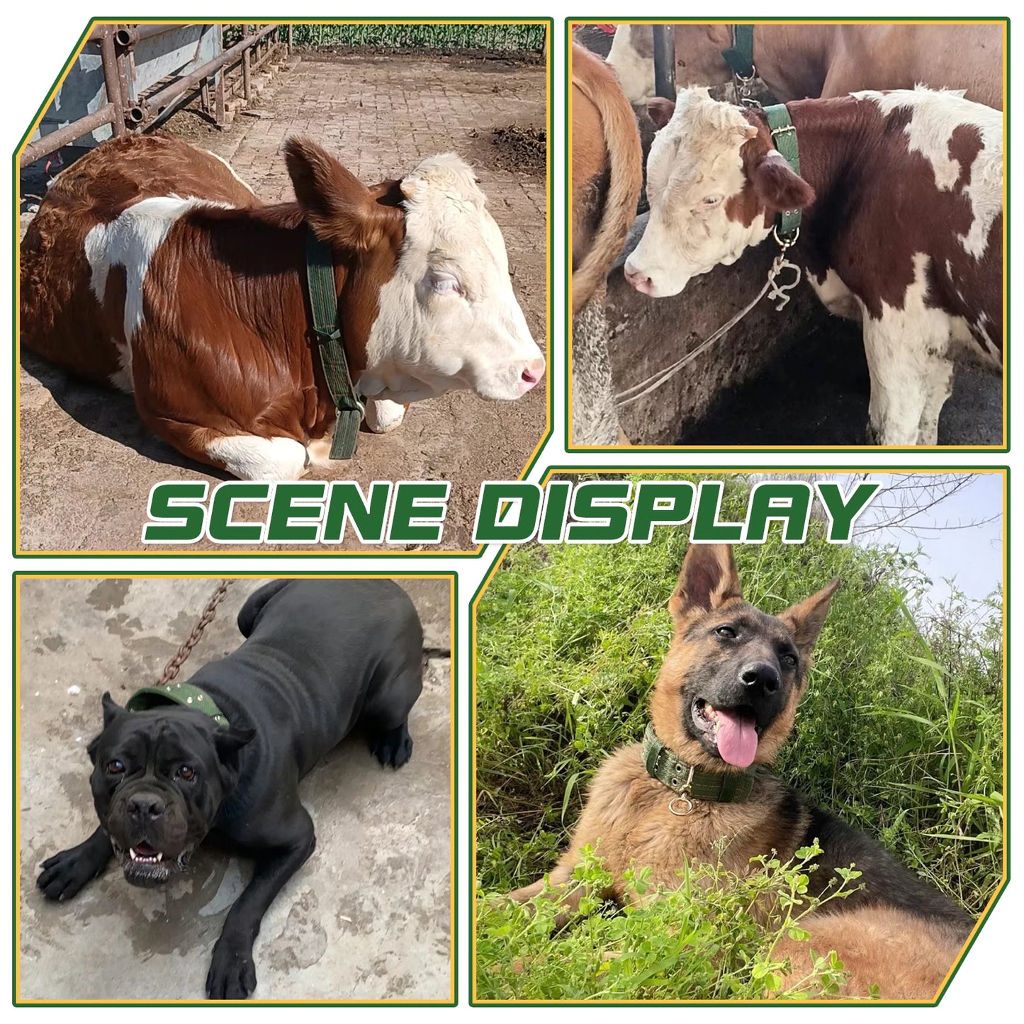 Strong Durable Belay Tie Adjustable Cattle Collar Cow Hauling Collar Livestock Feeding Supply Canvas Belt Veterinary Equipment