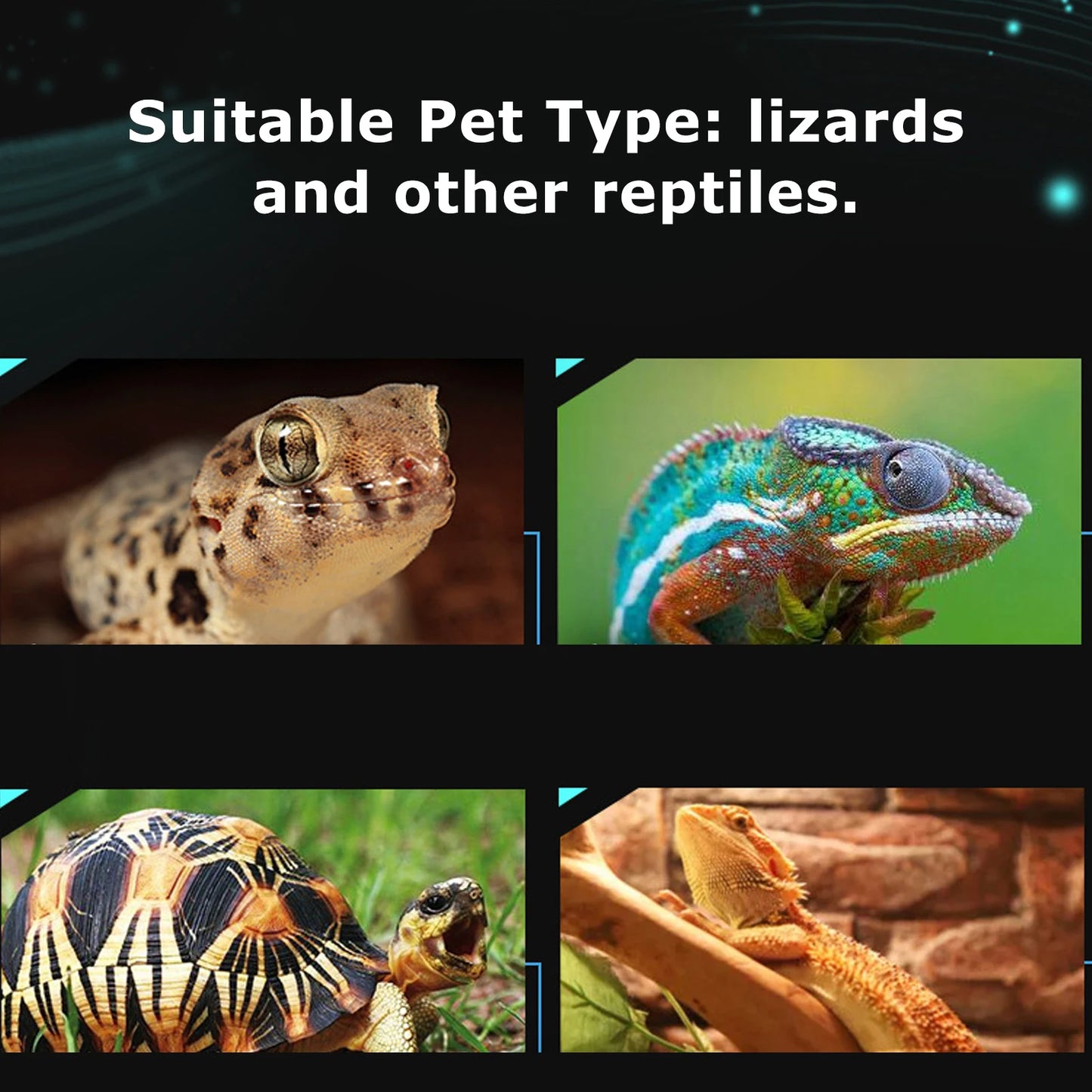 Digital Reptile Thermometer Hygrometer