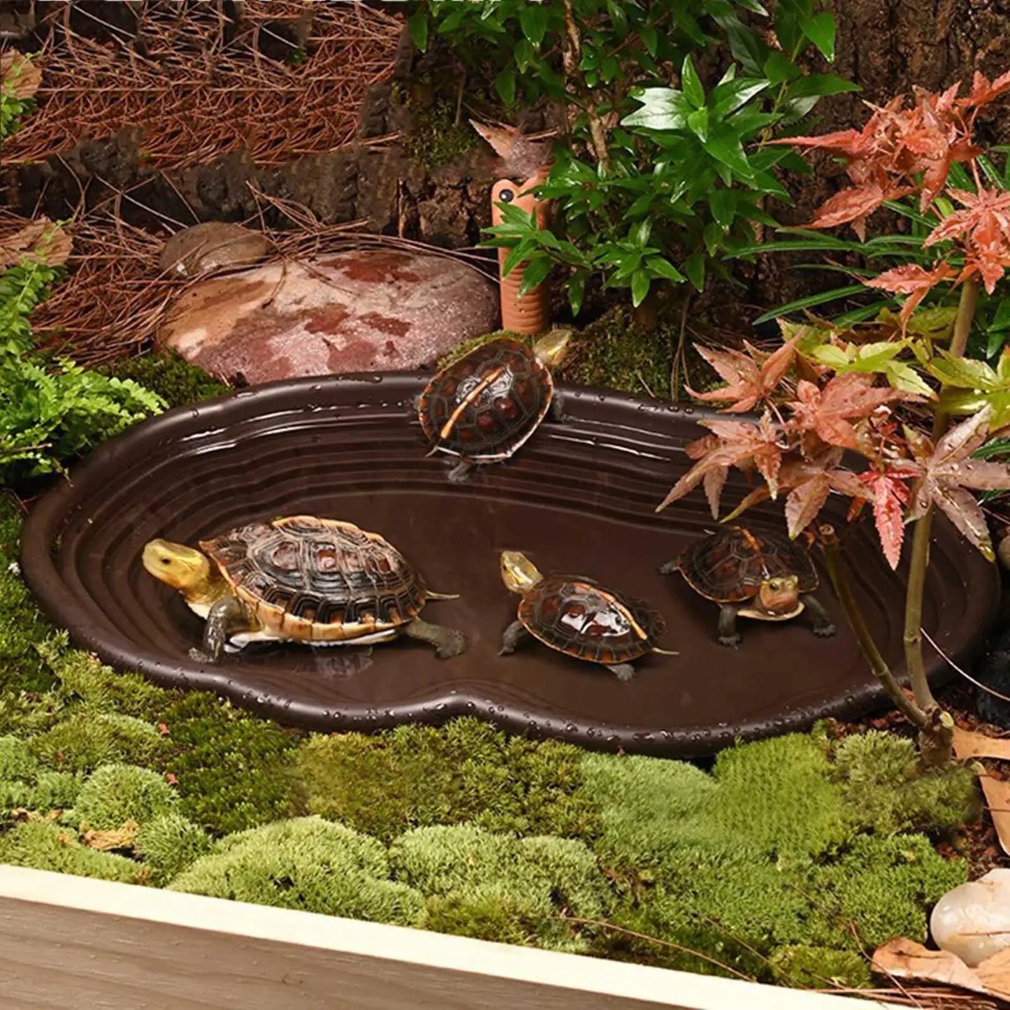 Reptile Bathing Pool with Ramp