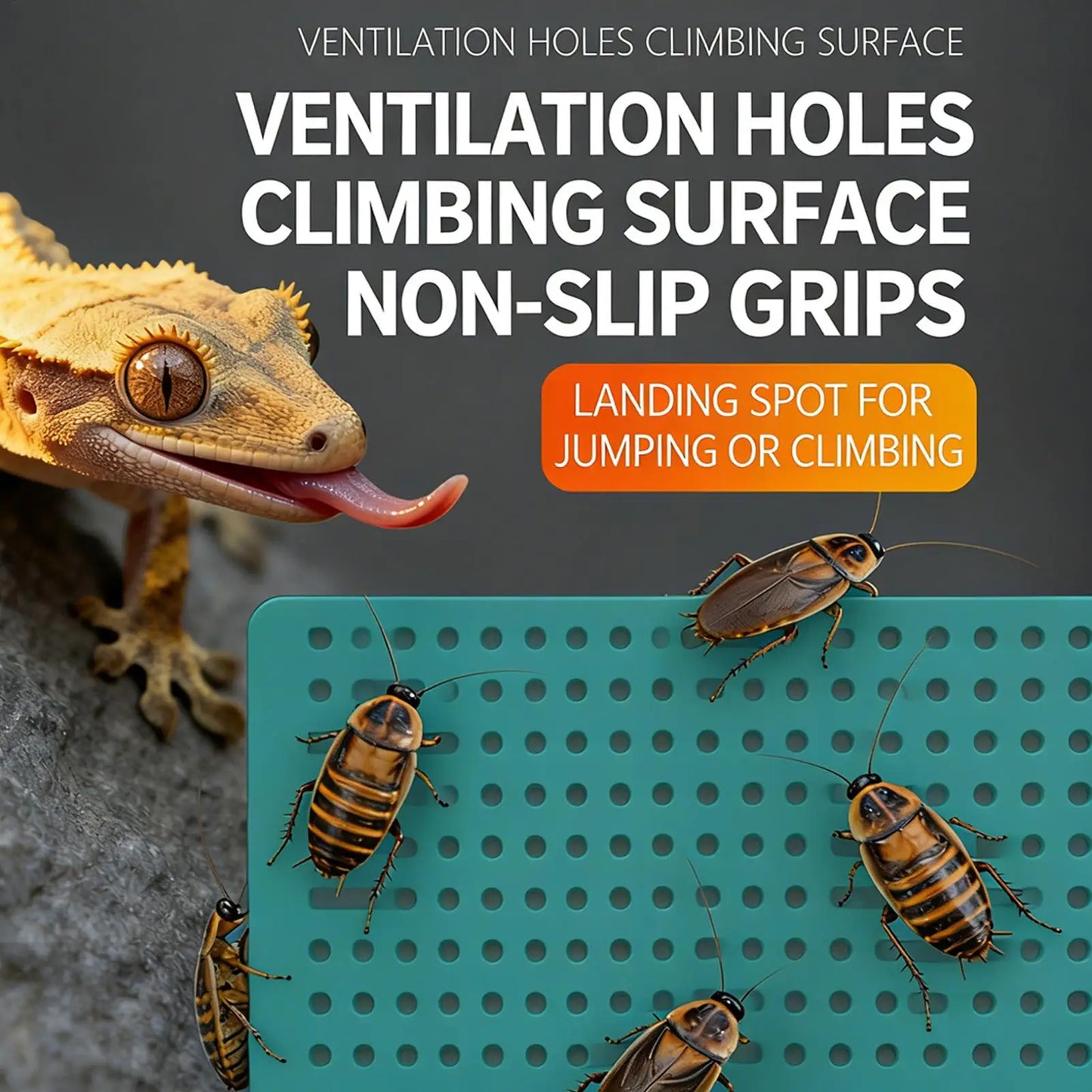 Reptile Feeder Anti Escape Acrylic Bowl Chameleon Lizard Gecko Dubia Roach Cricket Tank Terrarium Wall Mount Vivarium Accessorie