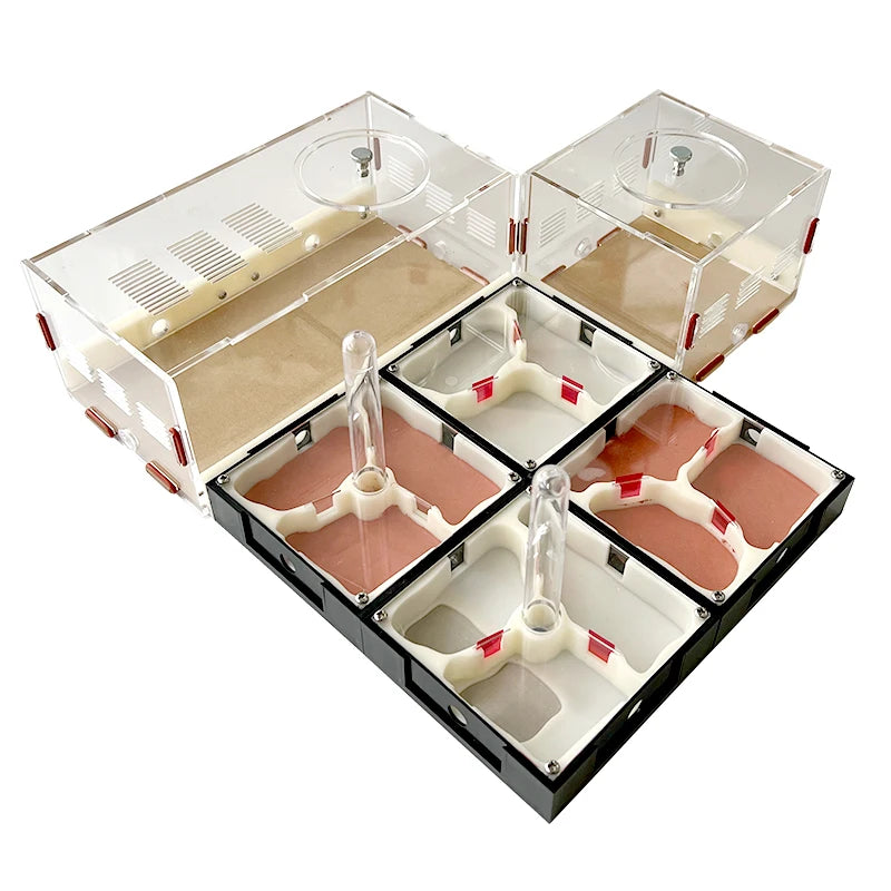 Acrylic Ant Farm Unlimited Expansion.