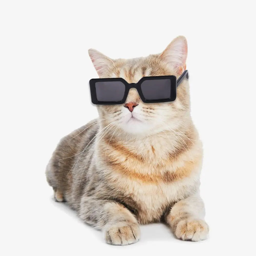 Cat Glasses