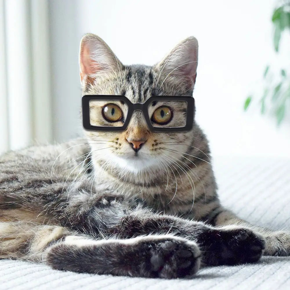 Cat Glasses