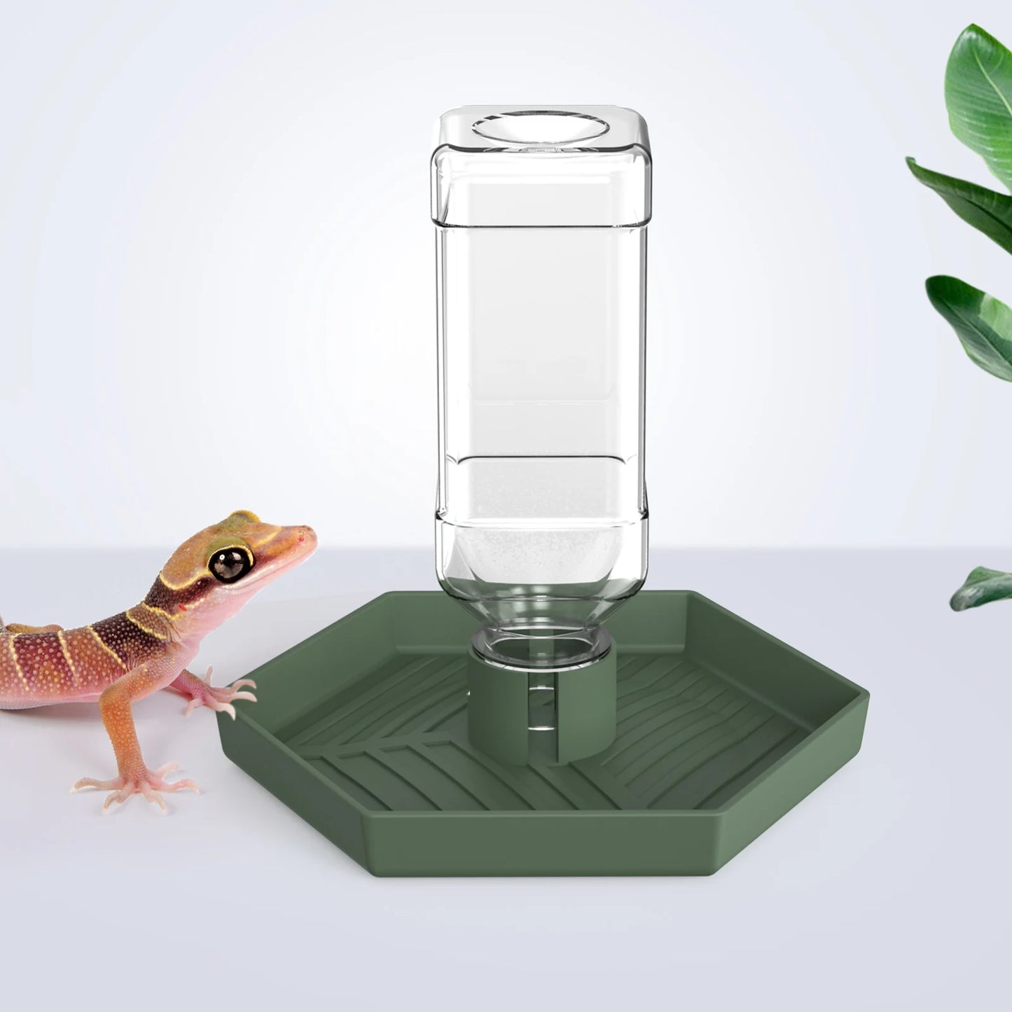 Reptile Water Dispenser, Water Bowl, Feeding Supplies, Suitable for Lizards, Turtles, Geckos, Terrarium Accessories
